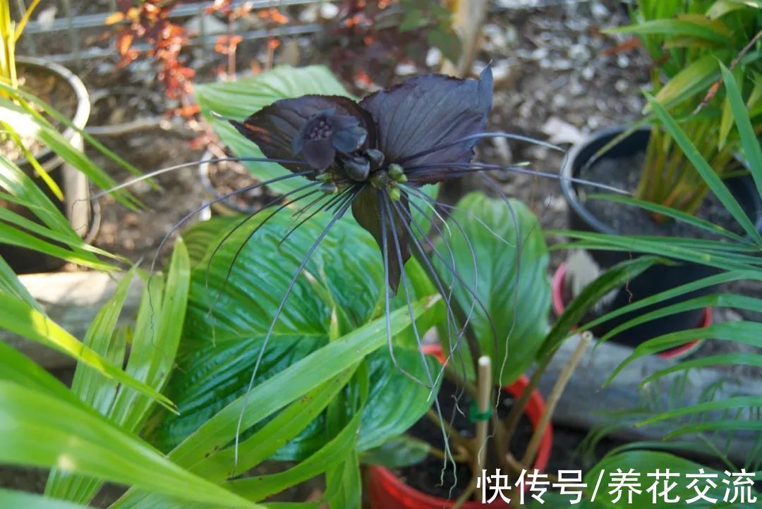 5种长相奇特的开花植物,南北地区都有合适的品种可选