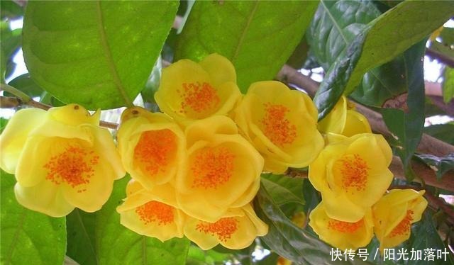 排毒养颜|夏季不休眠的花卉,花色金黄,营养丰富,观赏食用两不误,还好养!