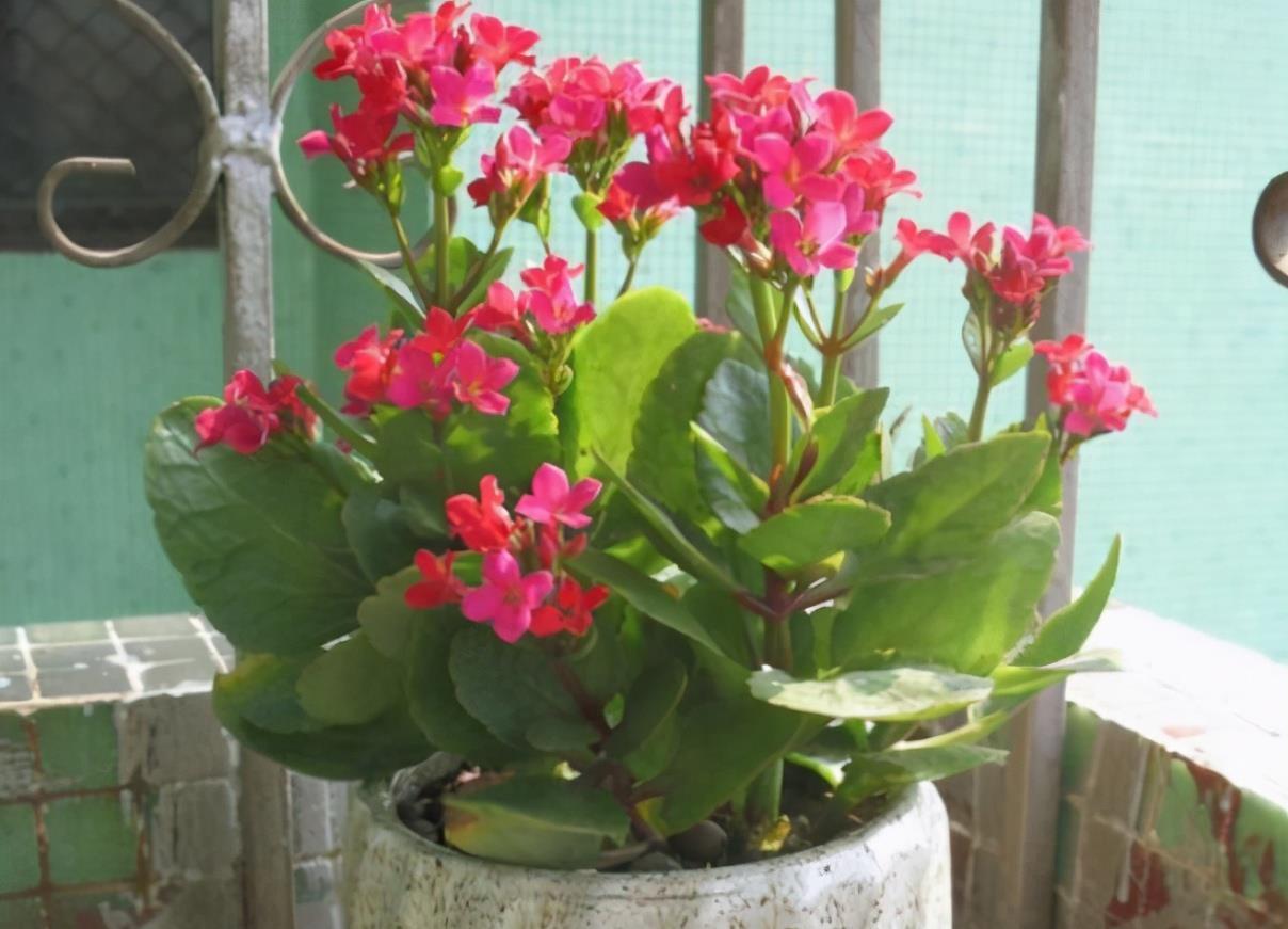 阳台室内都可养的“3种盆栽”,虽普通却皮实好养,清新又美观