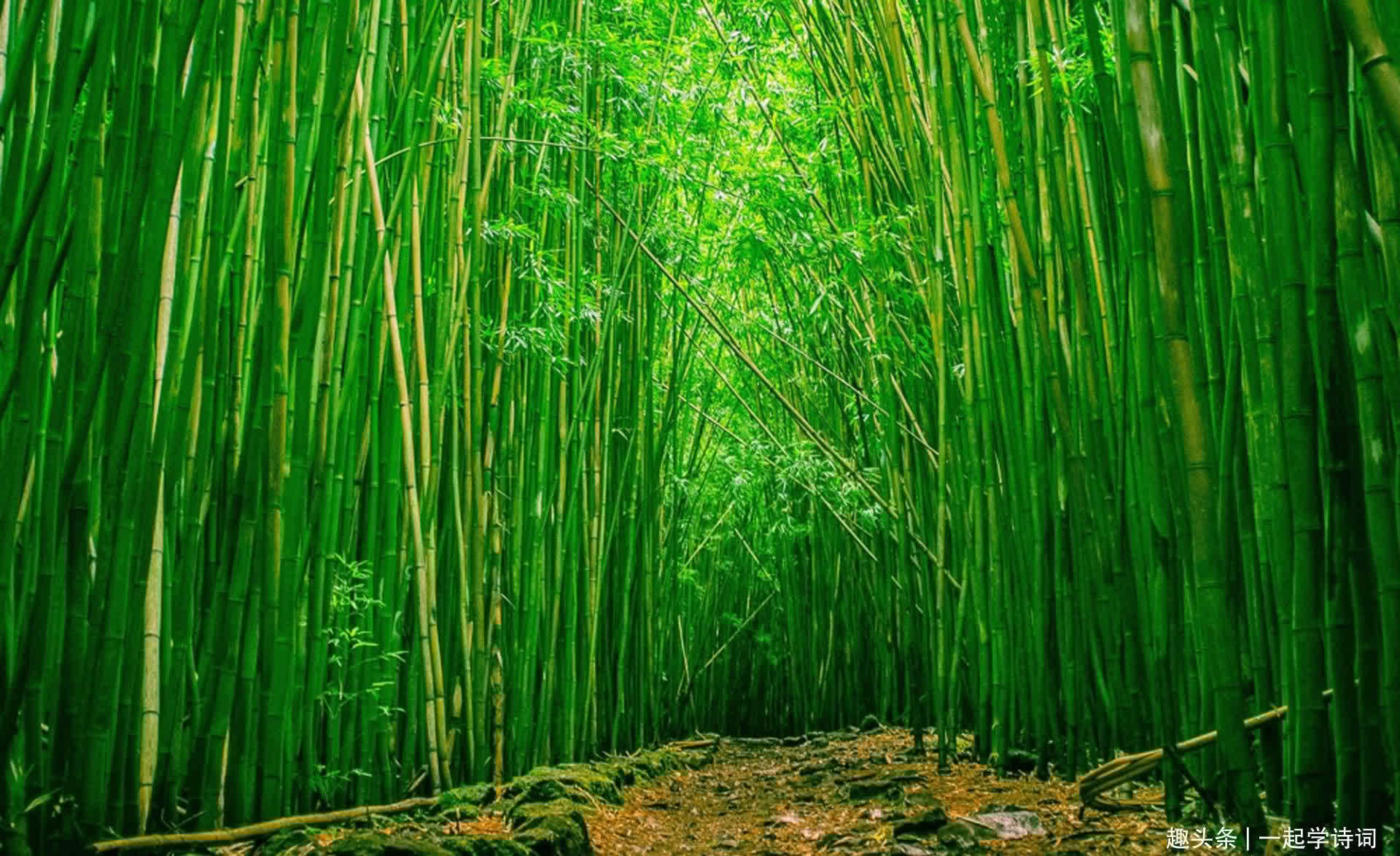 临池竹&虞世南 赋得临池竹应制
