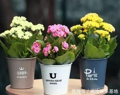 长寿花冒出花苞后,狠一狠心,才能爆盆!