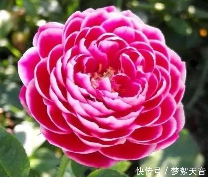 4种富贵花,添福添贵添好运,迷人的花朵,开满整个花盆