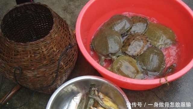 农村小伙“懒方法”钓鱼,一晚收获这7只巨物