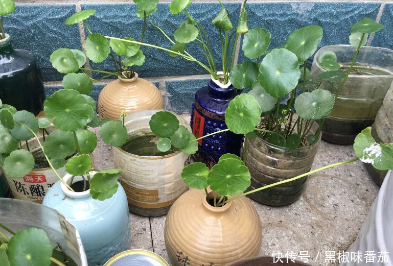 栽种|别把铁罐子扔了、卖了，钻孔养花，植物长得好，越看越讨喜