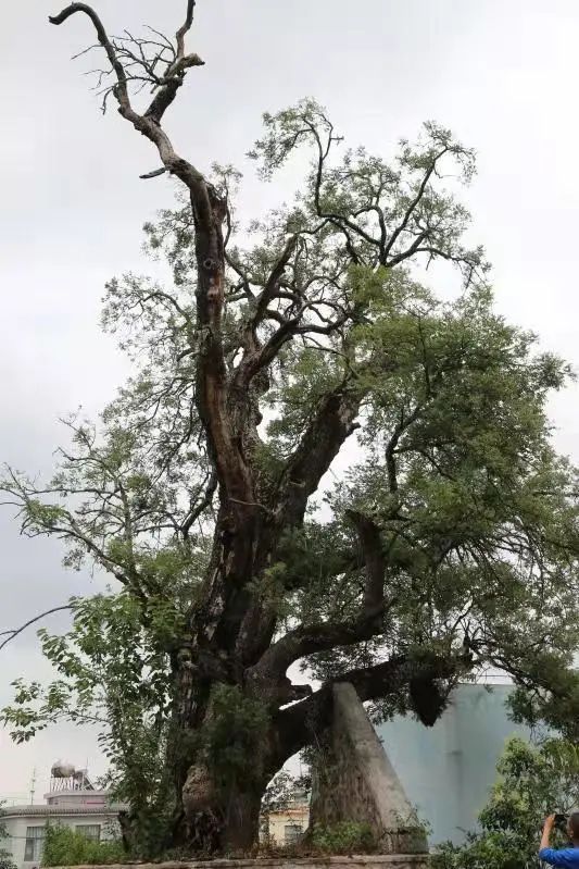 泸西 红河泸西：680棵古树被列入县级重点保护行列