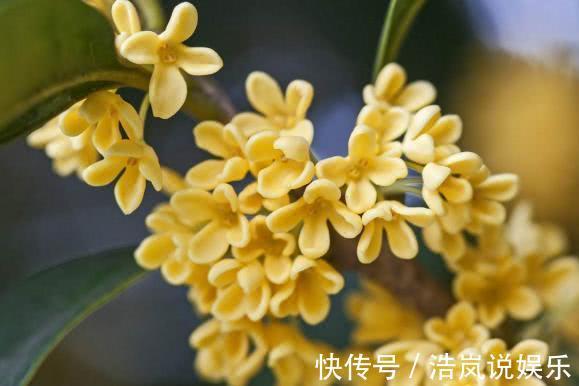 祛除|桂花不仅可以吃，还有药用价值，现在知道还不晚