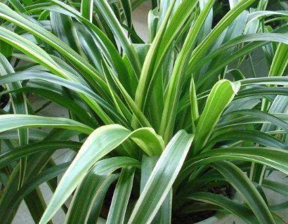 三种水号称养花神器,比花肥效果好用100倍,养啥都能轻松长不停