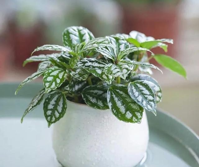 清新|冬天在家养几盆冷水花,清新又文雅,耐阴又好养!