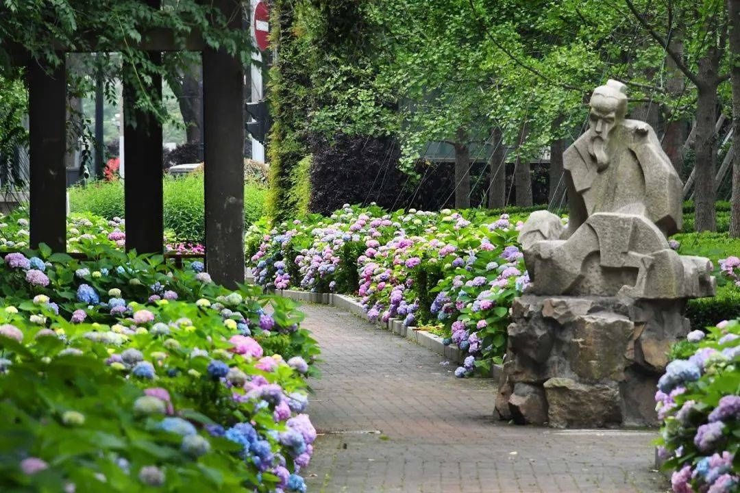 马卡龙|绣球繁花尽绽放 徐汇街头觅“清新”