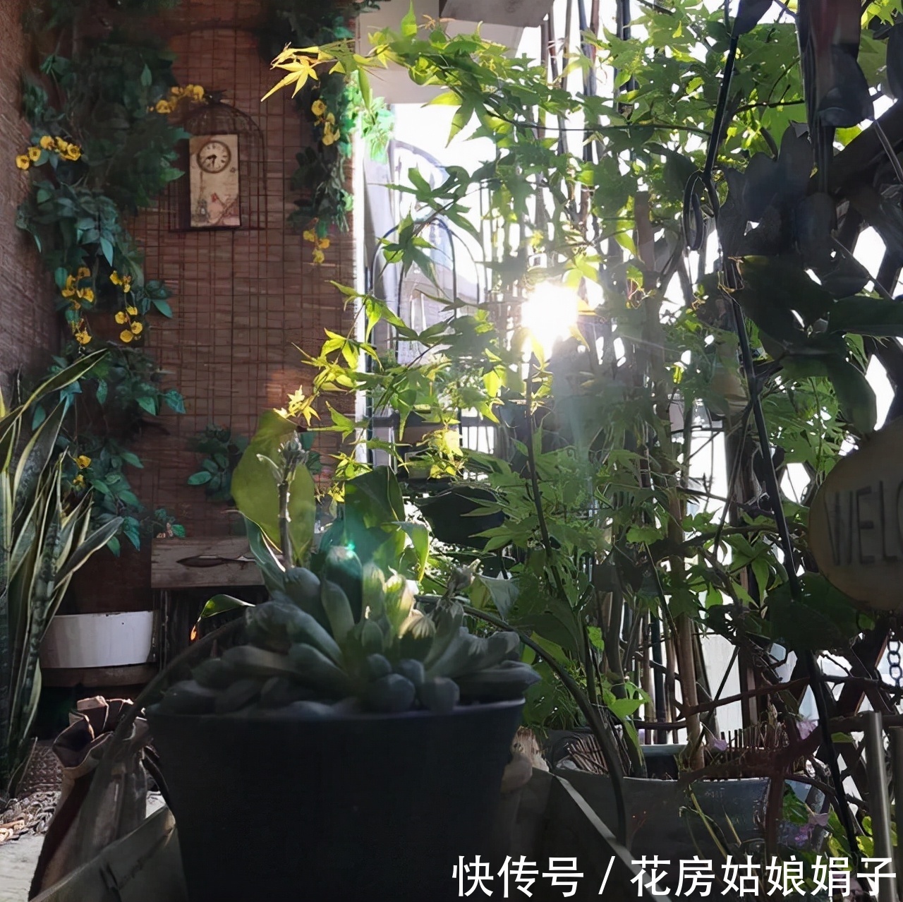 扶芳藤|把阳台打造成自己喜欢的小花房,需要从这些方面去做,就能拥有它
