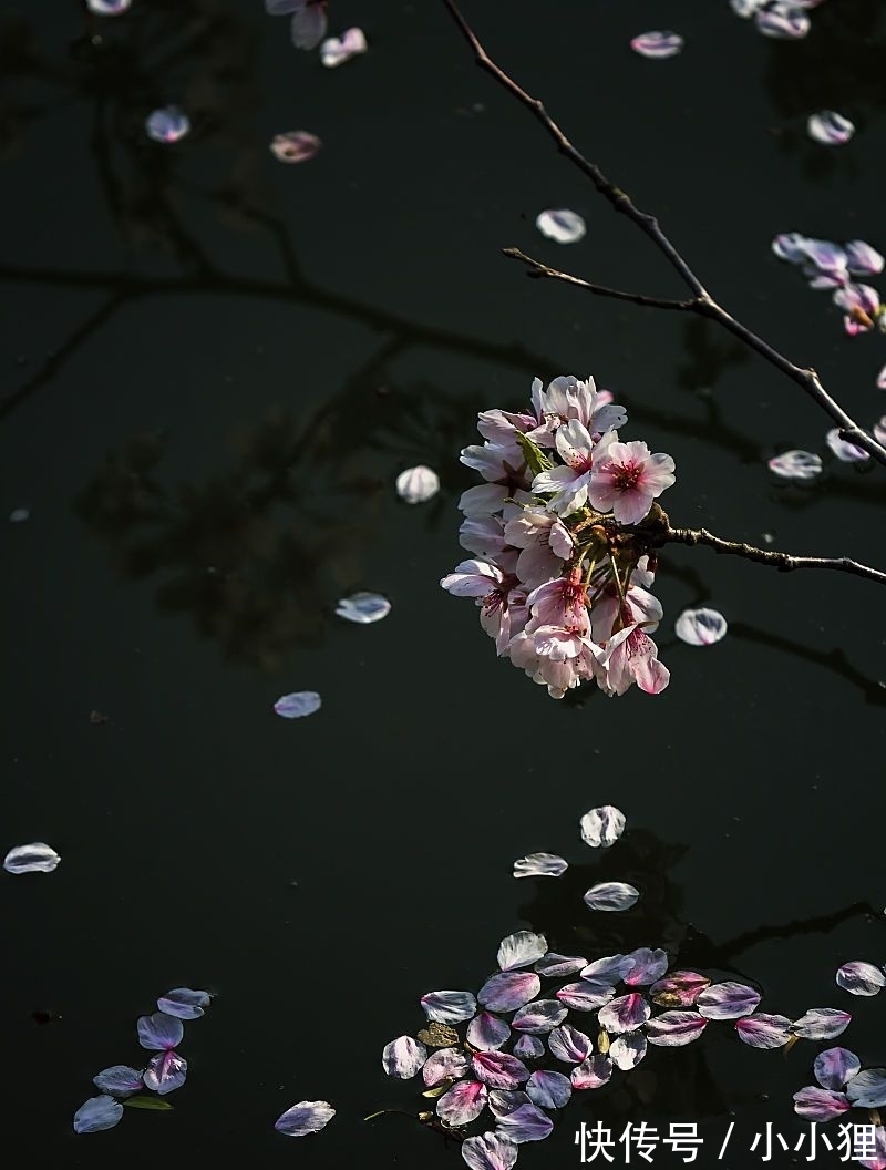 月亮|我说诗词里的月色那么美,你说是的