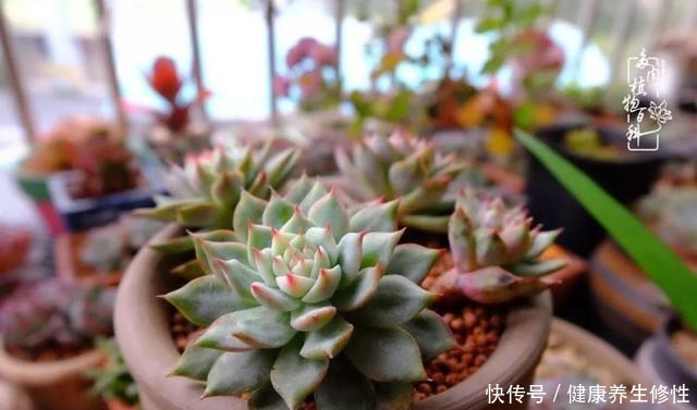 冬季,属于多肉的季节!养多肉的你喜欢冬天吗!