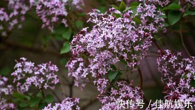 金银花|蒲公英的“黄金搭档”已公布,搭配泡水喝,平肝降火,胃也舒坦了