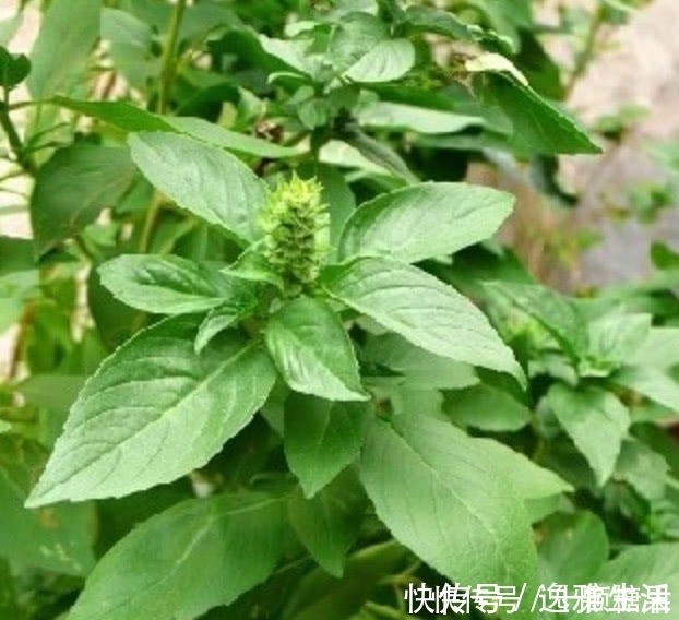 金不换|这种野菜在农村很常见,日本人开价一斤30元都不卖,你们吃过吗