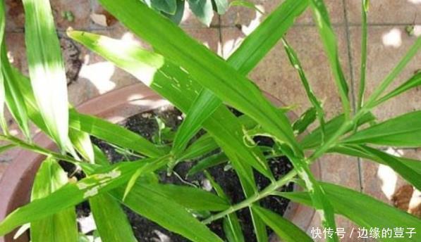 生姜叶子发黄是什么原因,生姜叶子发黄怎么办,看看老农的做法