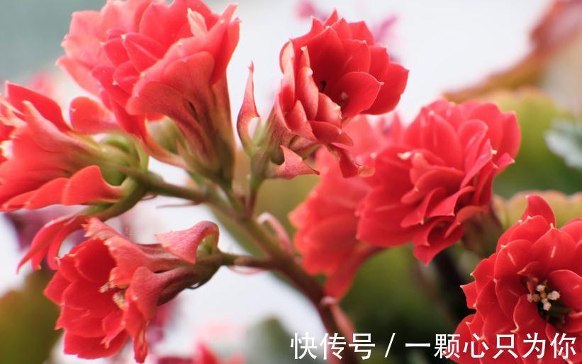 冬季长寿花容易被冻伤,做好这几点养护,花开不断叶片翠绿有光泽