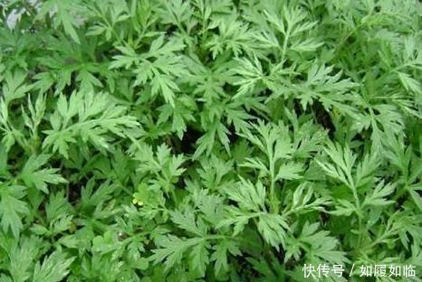 艾草|农村路边的野草，腰间盘突出的“救命草”，几天就见效，不妨试试