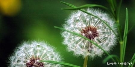 这9种野菜赶紧收好了!在农村随处可见,每一种都是治病良药