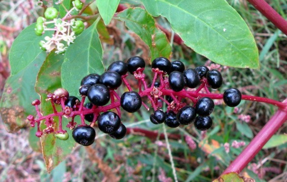 野草|农村有一种野草，人称“见肿消”，消肿具有奇效，你在路边见过吗