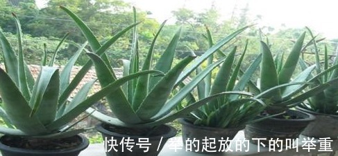 人养花,花养人,在家里养以下四盆植物,对家人身体也好