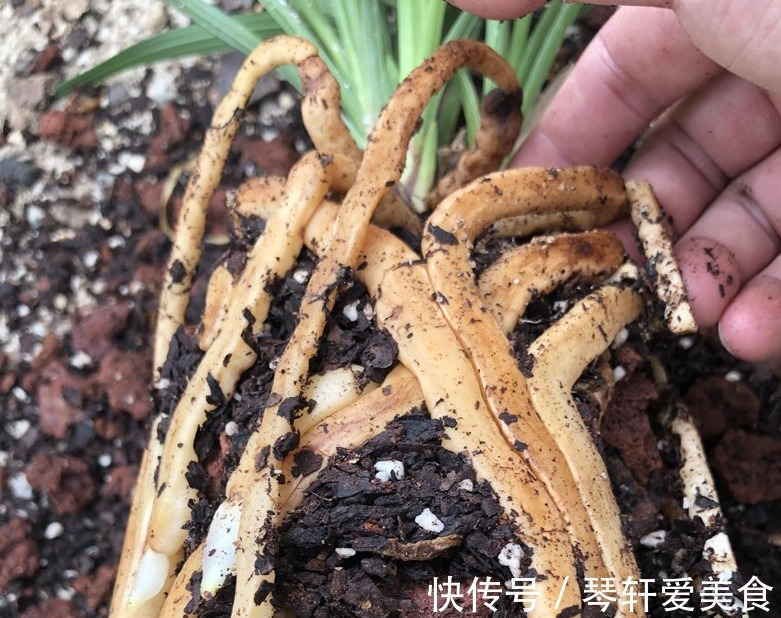 养花|松树三宝:松果壳、松针、松树皮,拿来养花,各有妙用