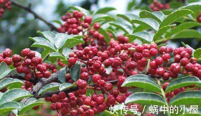 菜友|阳台种花椒，好看又好香，随吃随摘