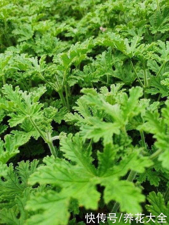 卫生间里养盆“除臭花”,既杀菌消毒,味道清香好闻