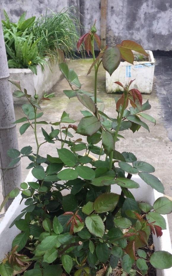 花友都喜欢的月季品种,龙沙宝石,适合做花门,冬天也可以养