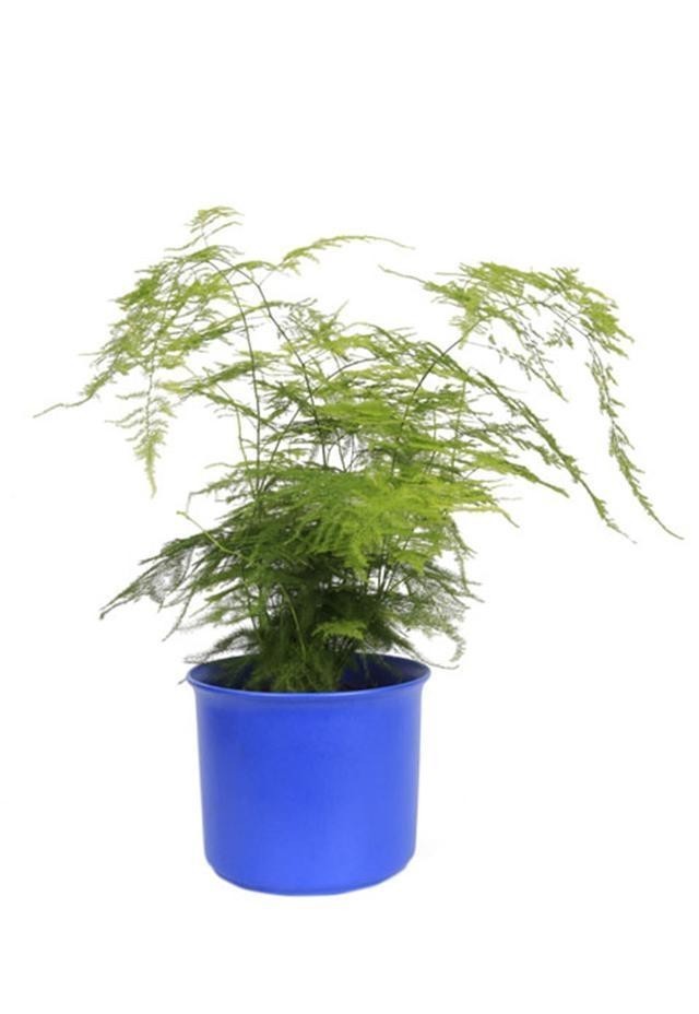 室内养花,养几盆花好?看容姐怎么说?