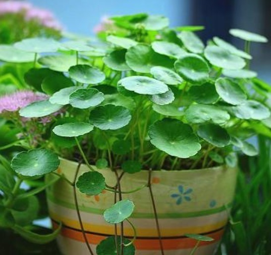 叶子|铜钱草生长“缓慢”,叶子太小用“1种水”猛浇,呼呼爆长!