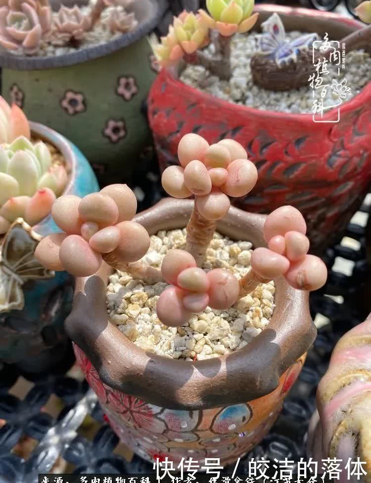 阳光露台多肉,天时地利人和!美肉知时节,当春乃发生!