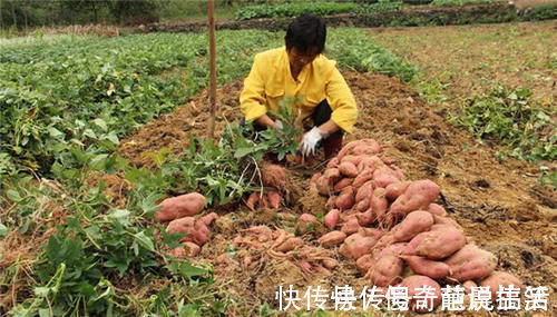 白萝卜|霜打过的菜为何甜?这4种菜不怕冻,别错过最后一种,越冷越好吃