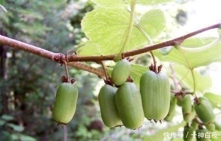 大猕猴桃|东北农村的这个小野果,要想摘到它得费一番功夫,真是解馋又养生