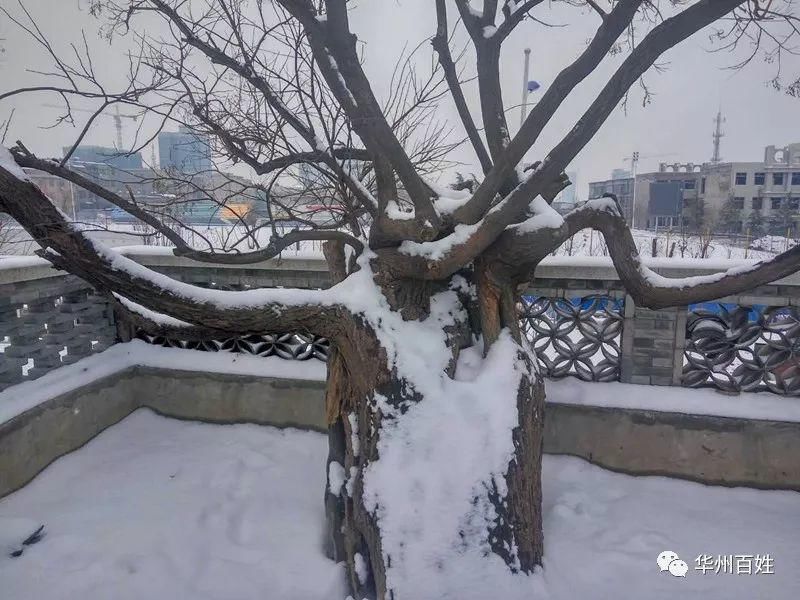 唐槐|雪中的华州千年唐槐