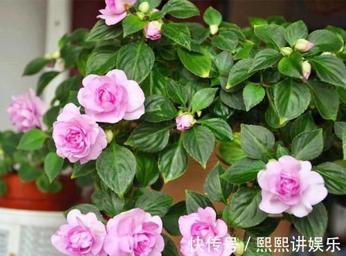 此花,比茉莉好看,比月季开花多,层层叠叠似牡丹,能开300天