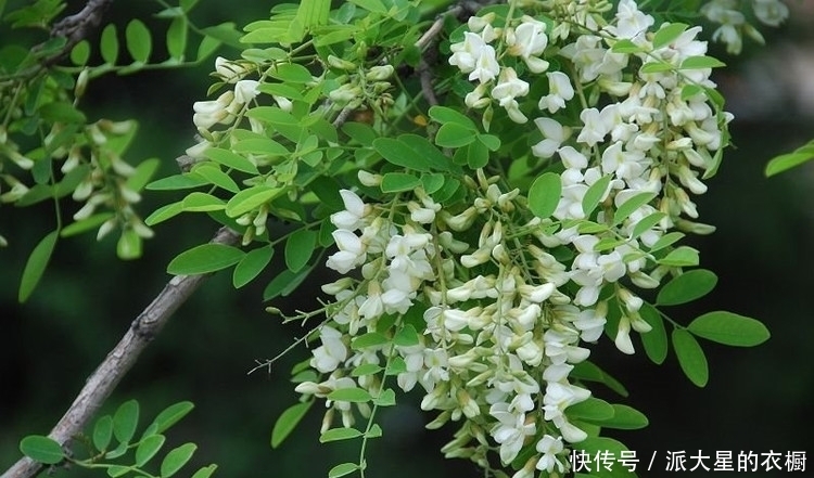 植物|农村这三种植物随处可见,有非常高的药用价值,第三种大多不认识