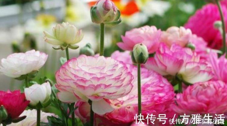 芹叶牡丹芹叶牡丹|养花试试这几款,花开繁盛花香怡人,养家里,满屋香飘上“档次”