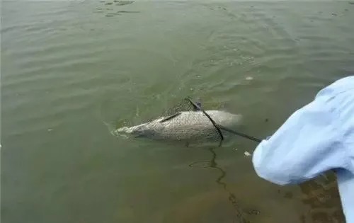 野钓巨物黄金法则，抓住这些细节，提杆就中大鱼！