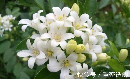 家里万万不要养这几种花，好多人不听劝，难怪身体会越住越差