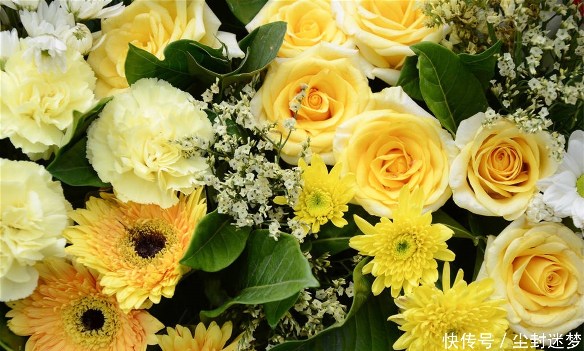 春暖花开|4种年宵花,盆栽美丽、插花诗意,高端大气春暖花开、幸福四季