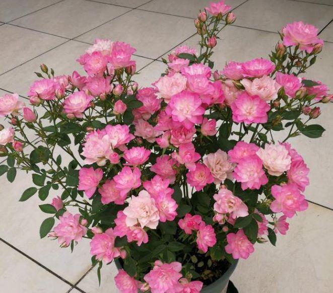 花朵|4种花养在家里,开花多,花朵艳,一开就是200朵花