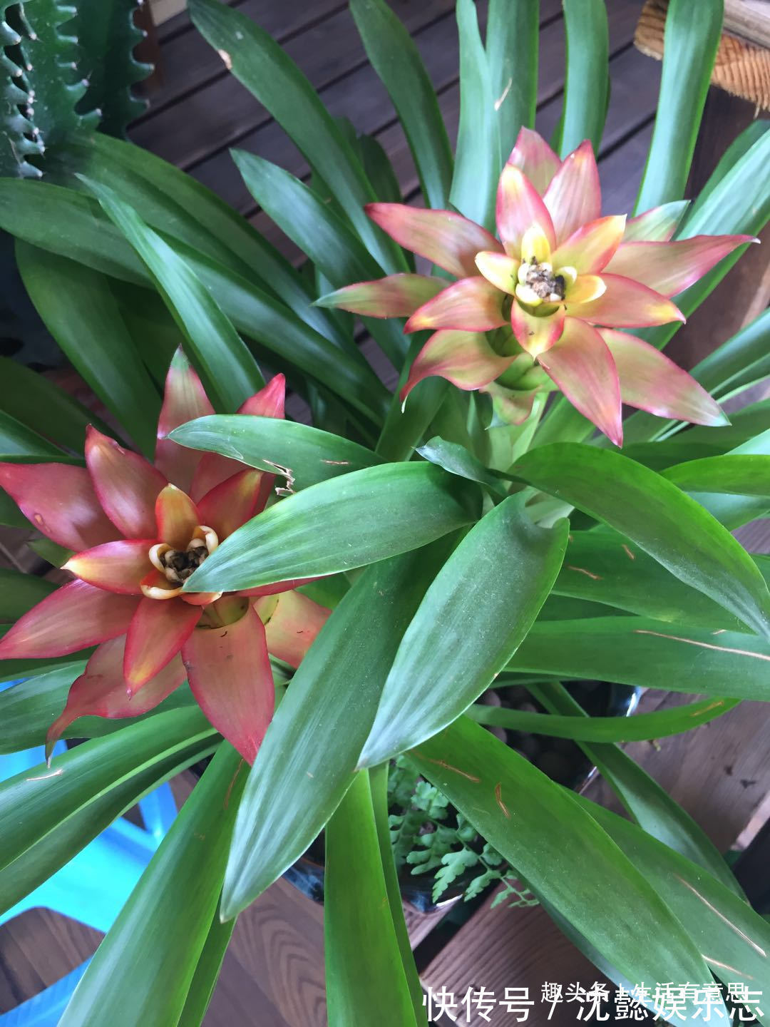 水塔花，旺宅盆栽之首选，一年四季鸿运当头，冬季也能轻松爆盆