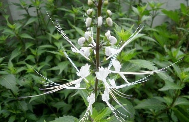肾草|这东西,路边常见,俗称“肾草”,价值珍贵却被当野草对待,可惜