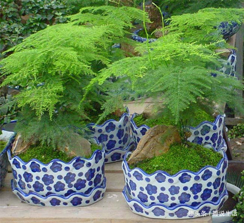 文竹这么养护,一年四季绿油油,不再黄叶、烂根,不停冒新芽