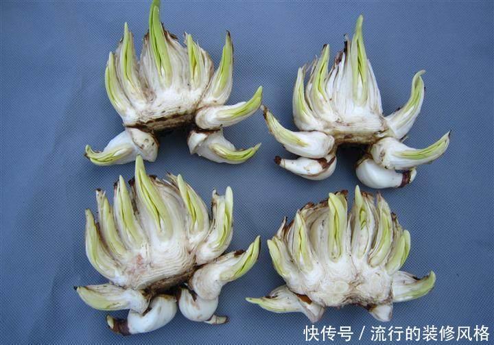 种球|水仙种球雕刻几刀,开出极品水仙花,惊爆眼球