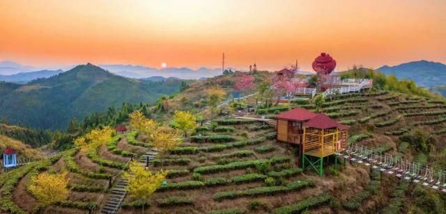 大田 开茶喽!三明大田“美人”娇艳绽放