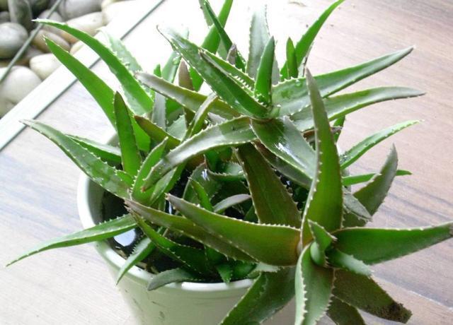 芦荟|芦荟水肥都用了,还是不蹿个,看重这一点,枝叶蹭蹭长