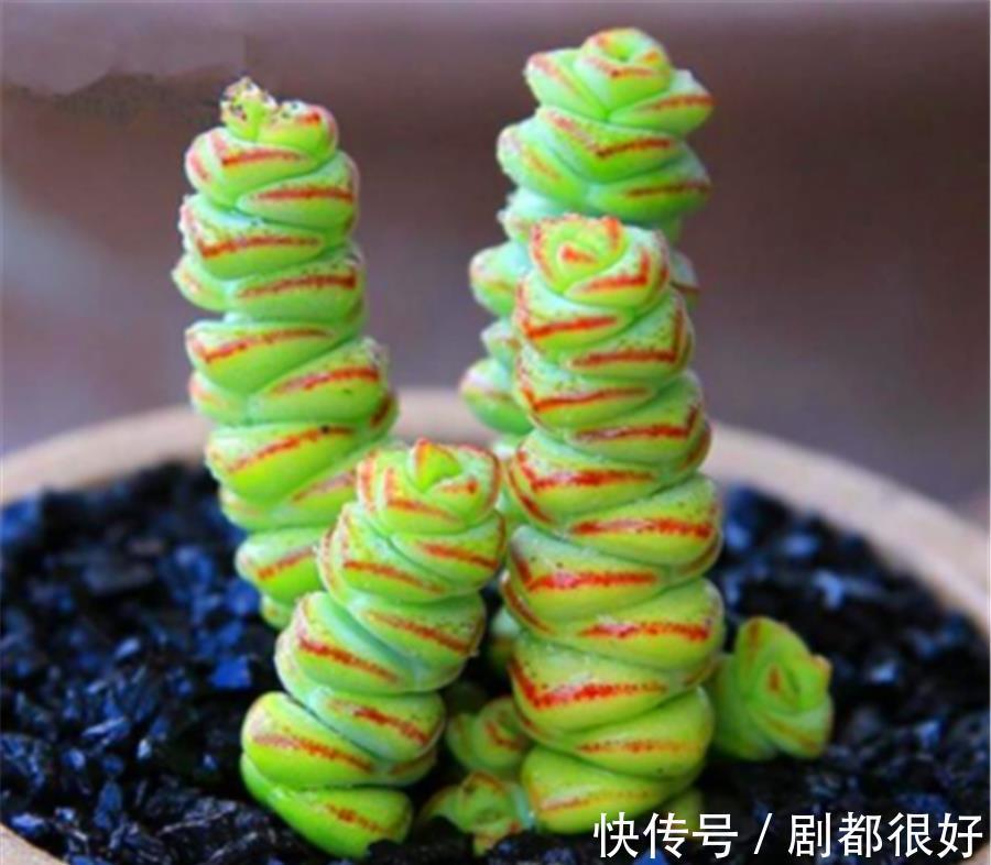 新手|新手夏季养多肉，3件事情最容易做过头，难怪褪色黑腐还落叶