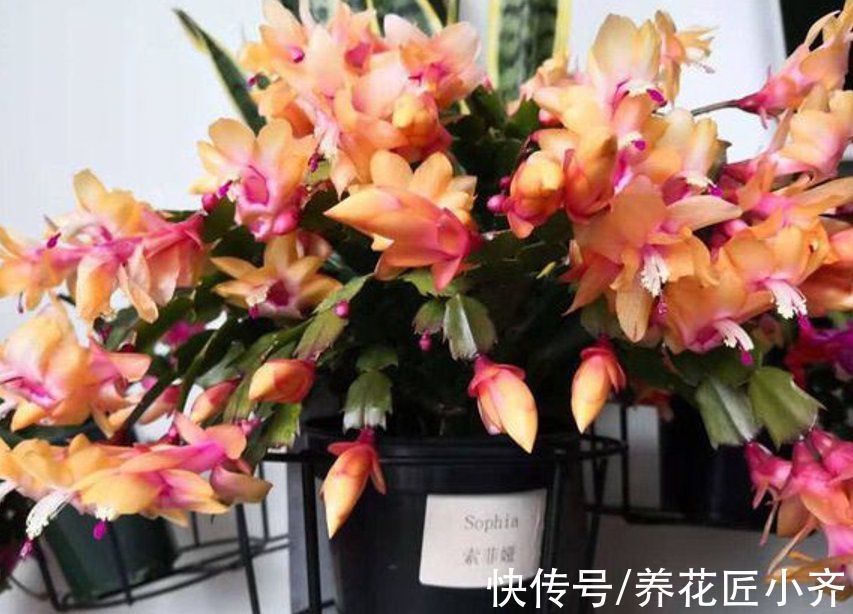 光照|蟹爪兰长出满头花苞,预防掉落有“4不”,做好一次开爆盆