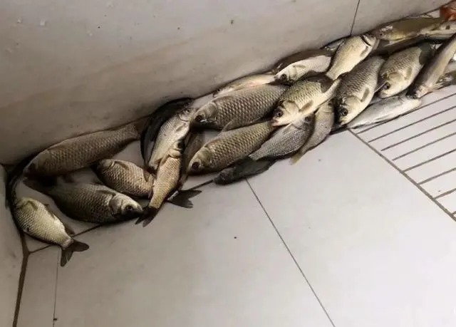 冬季野钓必须要明白的三个用漂方法,学会后你就是钓鱼大师!